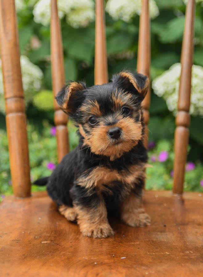 Adorable Yorkie puppy